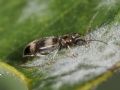 Notoxus trifasciatus